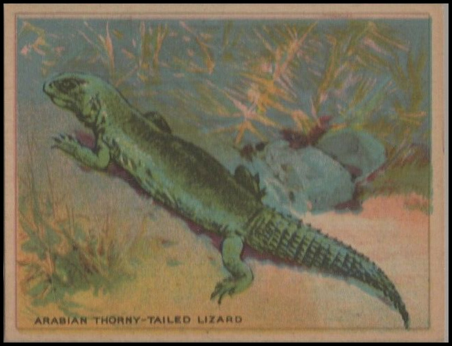62 Arabian Thorny-Tailed Lizard